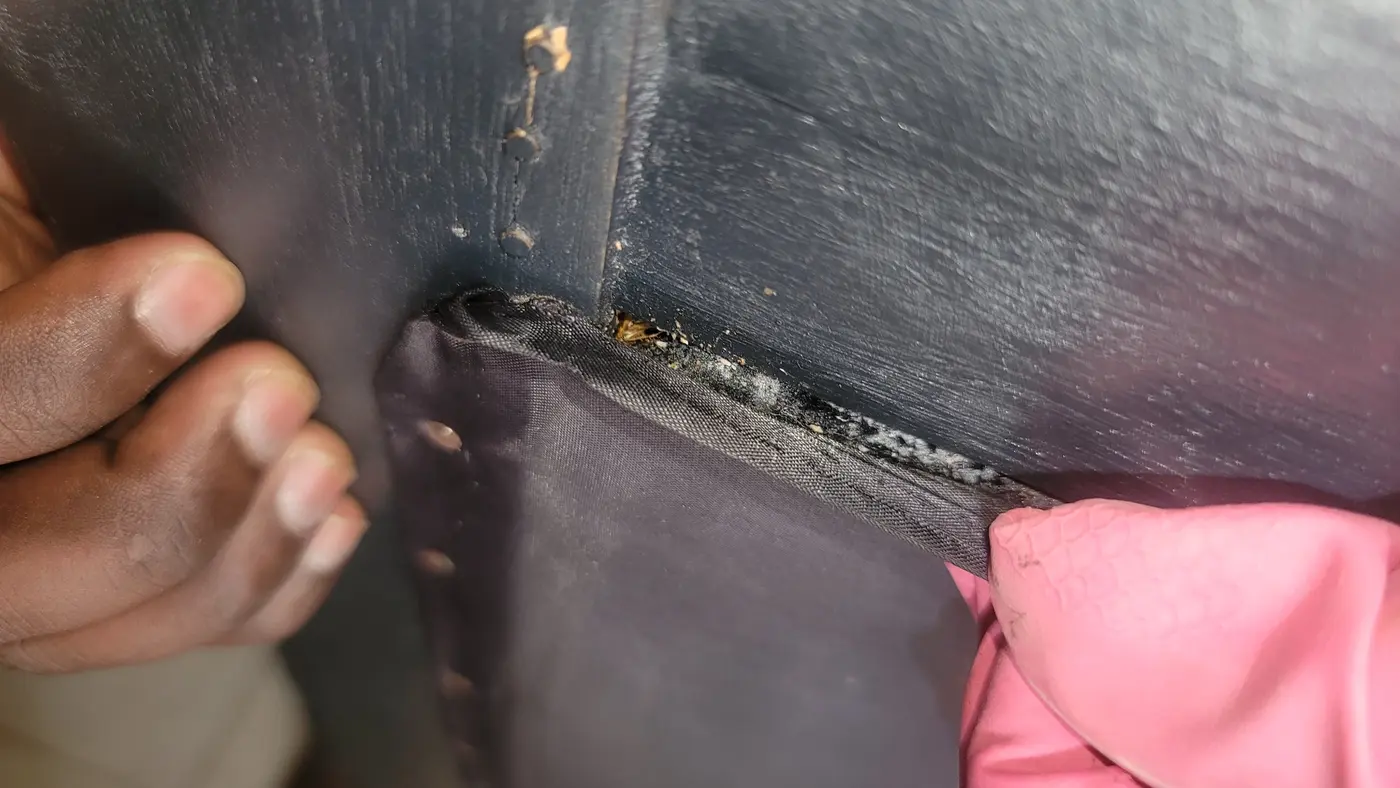 Close inspection of possible bedbug harbourage in a furniture joint