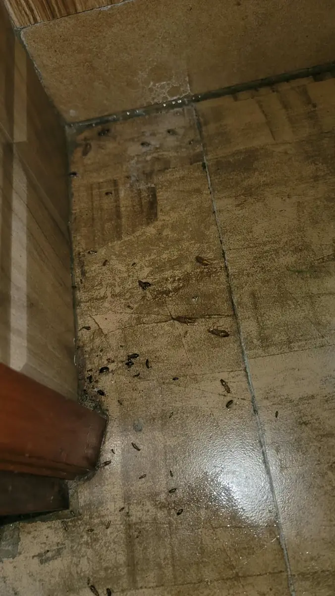 Cockroach-control results after PrimeMax treatment 1