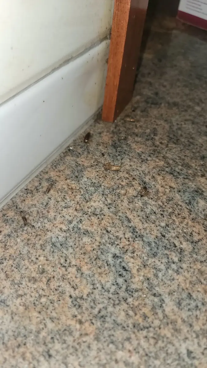 Cockroach-control results after PrimeMax treatment 2