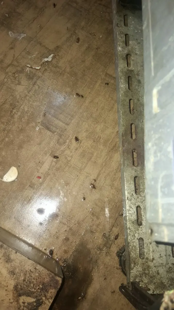 Cockroach-control results after PrimeMax treatment 3